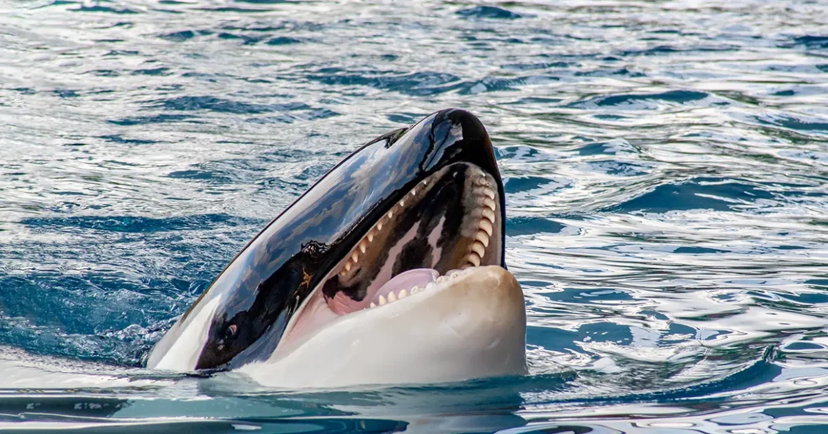 ACNA (Asociación de Clubes Náuticos de Andalucía) se suma a la navegación segura con interacción de orcas