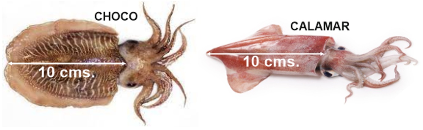 Tallas mínimas y más premios para el II Open de Calamares y Chocos